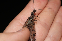 Chauliodinae