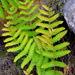 Osmunda pilosa - Photo (c) Chief RedEarth, some rights reserved (CC BY-NC-ND), uploaded by Chief RedEarth