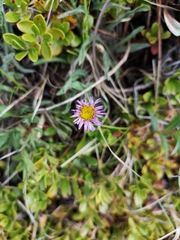 Erigeron porsildii