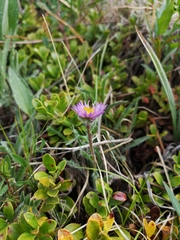 Erigeron porsildii