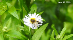 Helophilus eristaloidea