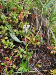 Silene taimyrensis