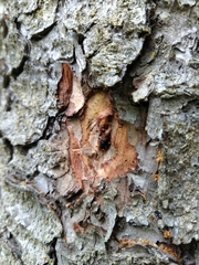 Dendroctonus rufipennis