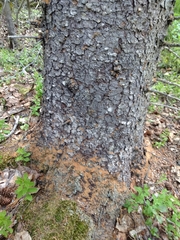 Dendroctonus rufipennis