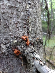 Dendroctonus rufipennis