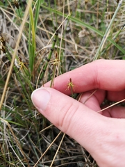 Carex microglochin