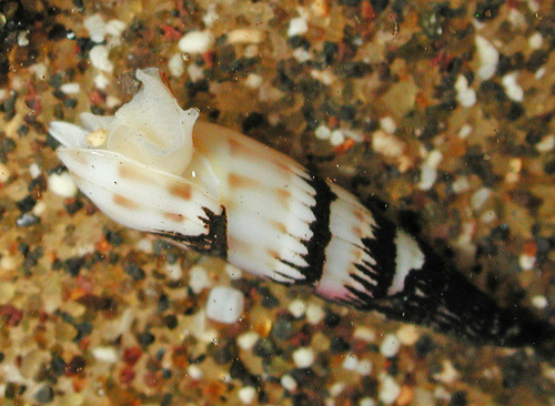 Hastula albula observed 2005-04-15