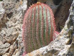 Ferocactus pilosus