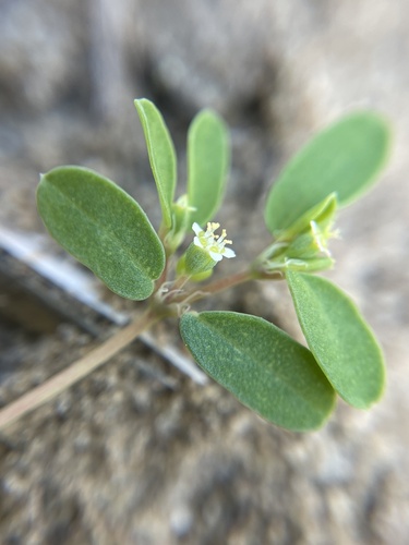 Image of Euphorbia geyeri by no rights reserved
