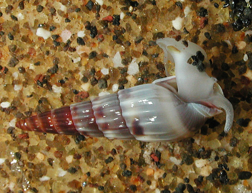 Hastula matheroniana observed 2005-04-15