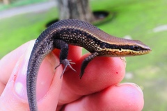 Eutropis macularia