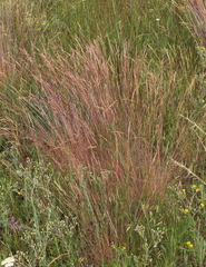 Festuca valesiaca