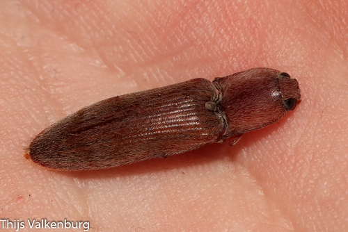 V click beetle, Wageningen, Netherlands, photo 8 of 10