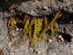 Cumagloia andersonii