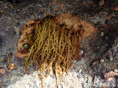 Cumagloia andersonii