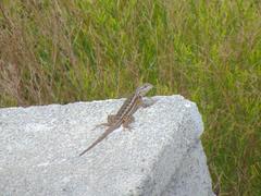 Sceloporus cautus