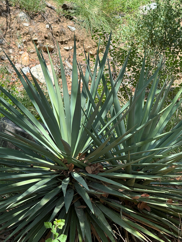 Image of Yucca madrensis by (c) CK2AZ, some rights reserved (CC BY)