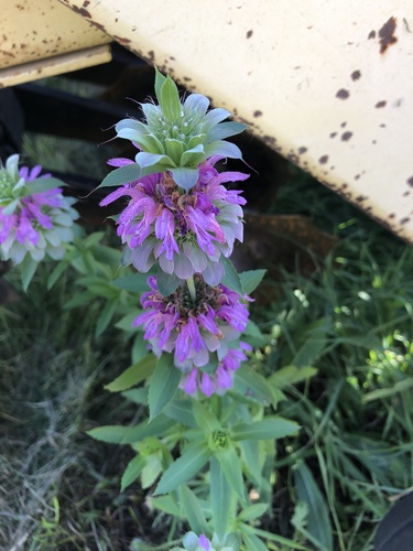 lemon beebalm