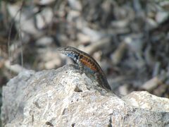 Sceloporus parvus
