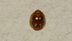 Paropsisterna nobilitata
