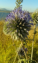 Echinops adenocaulos