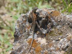 Sceloporus parvus