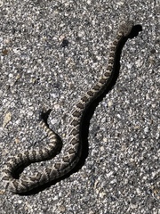 Crotalus stephensi