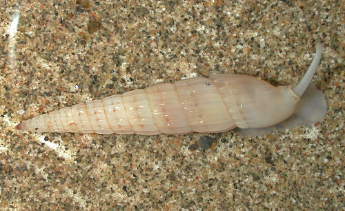 Punctoterebra nitida observed 2005-04-29