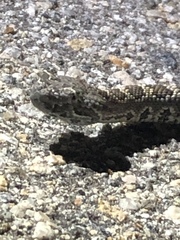 Crotalus stephensi