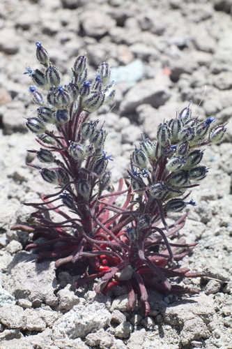 stonecrop gilia (Aliciella sedifolia)