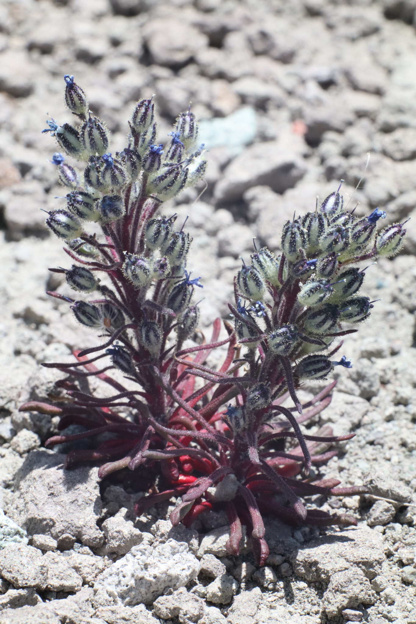 Aliciella sedifolia