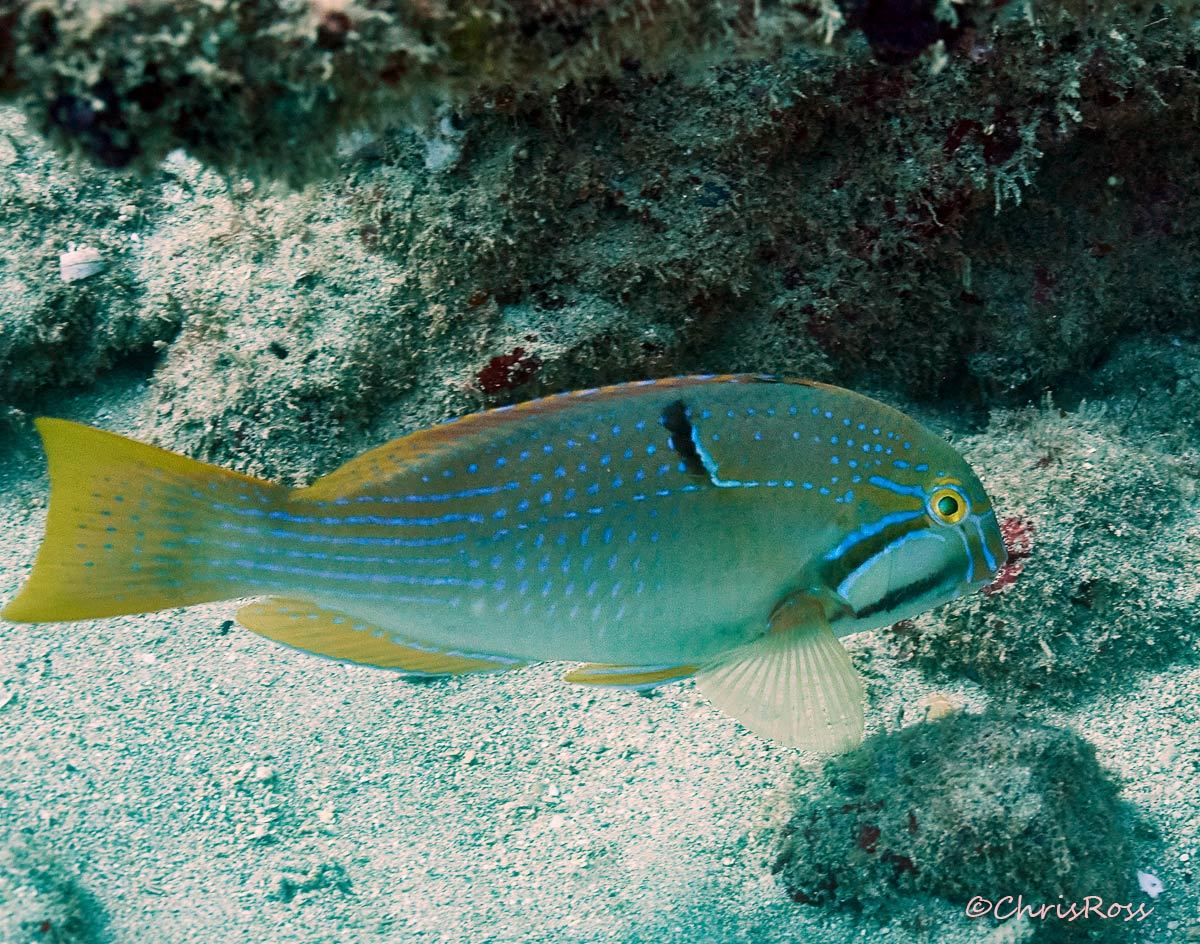 Bluespotted Tuskfish Wikipedia