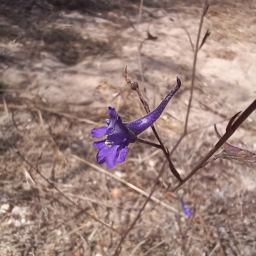 Doubtful knight's-spur (Delphinium nanum)