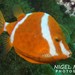 Whitebarred Boxfish - Photo (c) Nigel Marsh, some rights reserved (CC BY-NC), uploaded by Nigel Marsh