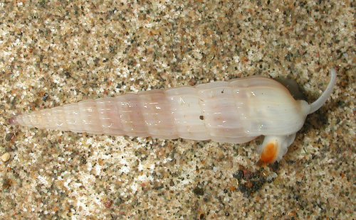 Punctoterebra nitida observed 2005-05-29