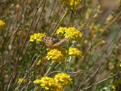 Euphydryas editha quino