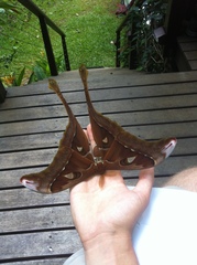 Coscinocera hercules