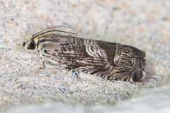 Ofatulena duodecemstriata