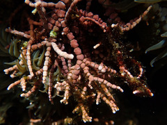 Calliarthron tuberculosum