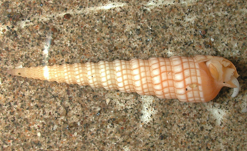 Terebra babylonia observed 2005-04-29