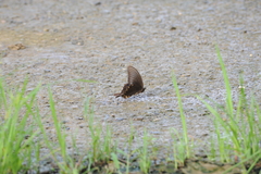 Papilio bianor thrasymedes