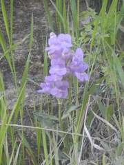 Penstemon eriantherus