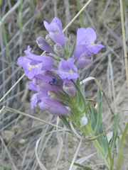Penstemon eriantherus