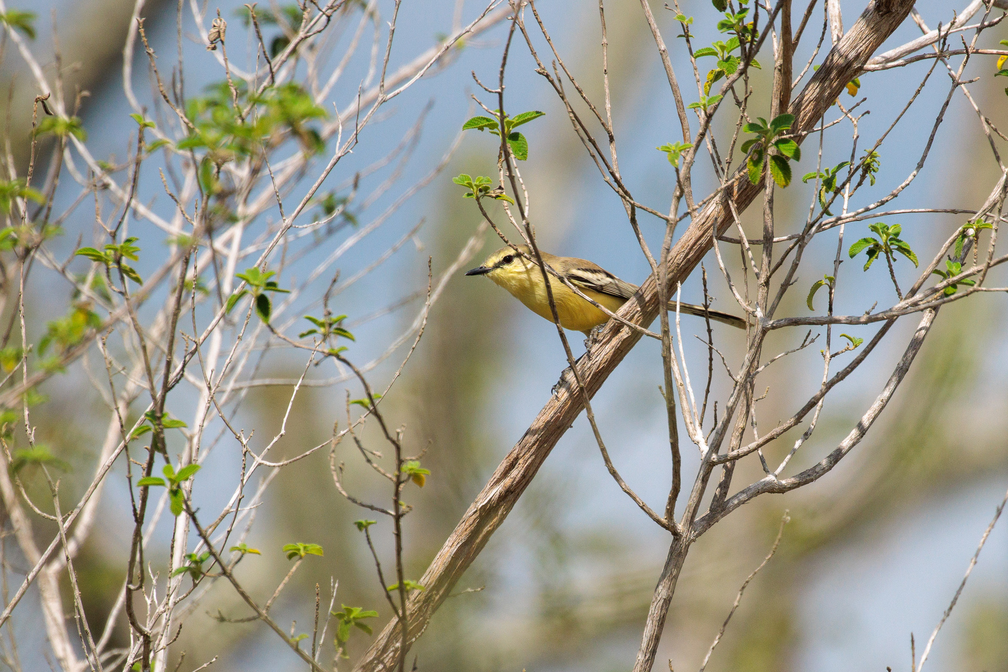 Bahia Wagtail-Tyrant (Stigmatura bahiae), photo 8