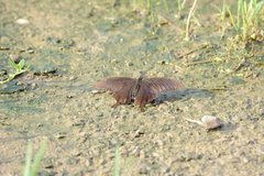 Papilio bianor thrasymedes