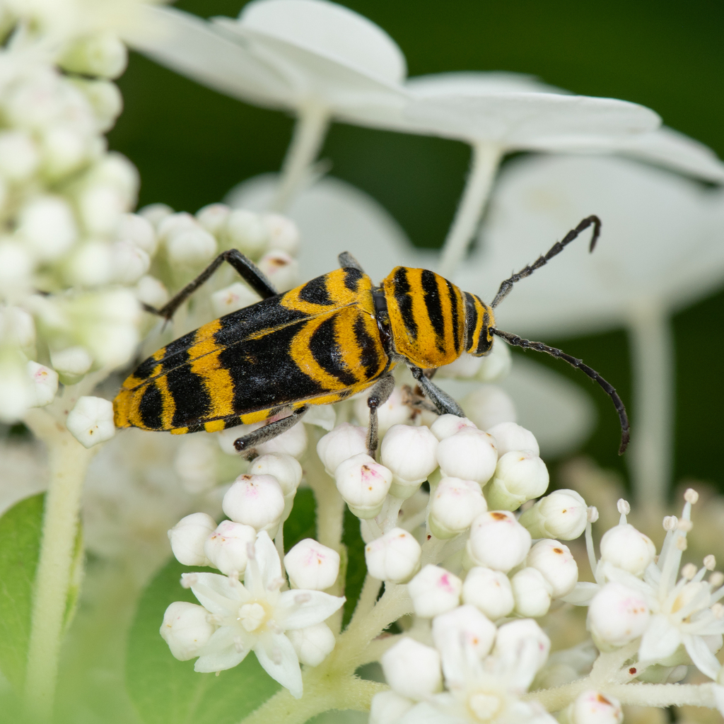 Amorpha Borer