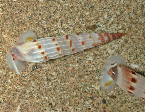Hastula matheroniana observed 2005-04-29