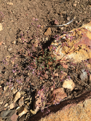 Sidotheca emarginata