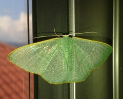 Lepidoptera