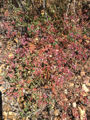 Sidotheca emarginata